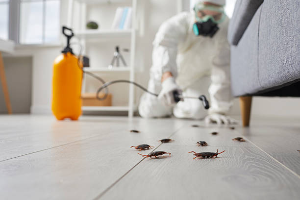 Commercial Rodent Management in Casselberry